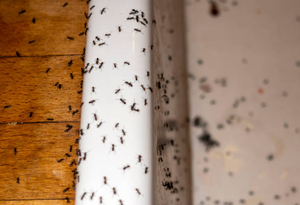 Best Wasp Removal Services  in Newburgh Heights, OH