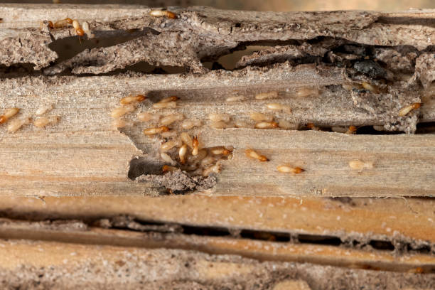 Best Ant Control Services  in Newburgh Heights, OH