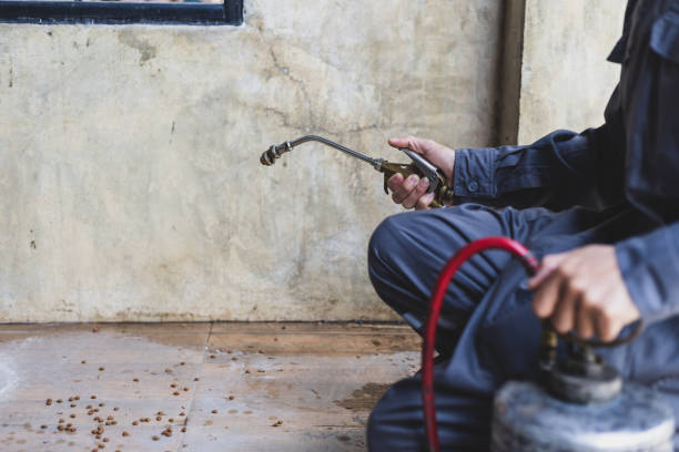 Best Affordable Pest Control Services  in Newburgh Heights, OH